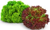 Aktuelle Gemüse Angebote bei REWE in Offenbach (Main) Aktuelles Lollo Bionda Angebot bei REWE in Offenbach (Main) ab 0,89 €