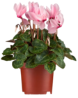 Aktuelle Zimmerpflanzen Angebote bei Penny in Duisburg Aktuelles Gartenalpenveilchen Angebot bei Penny in Duisburg ab 1,69 €