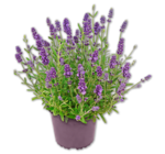 Lavendel  im aktuellen Penny Prospekt für 1,99 €