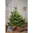 Sapin Nordmann en promo chez Carrefour Tours à 14,99 €