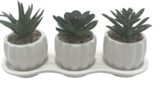 Promo Set de 3 succulentes à 3,95 € dans le catalogue B&M ""