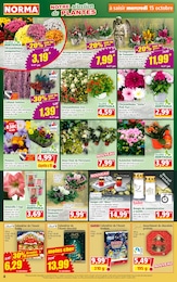 Offre Plante D'intérieur dans le catalogue Norma du moment à la page 4