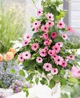 Aktuelles Schwarzäugige Susanne Angebot bei Hornbach in Moers ab 17,95 €