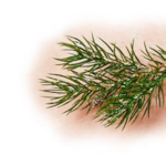 Aktuelle Äpfel Angebote bei Penny in Solingen (Klingenstadt) Aktuelles Apfel-Rotkohl Angebot bei Penny in Solingen (Klingenstadt) ab 1,29 €