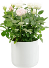 Rosier Carnaval + Cache-pot en promo chez Botanic Rosier Carnaval + Cache-pot dans le catalogue Botanic