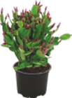 Schlumbergera «cactus de noël» - GARDENLINE en promo chez Aldi Antony à 1,99 €