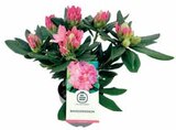 RHODODENDRON POT 17 CM en promo chez Intermarché RHODODENDRON POT 17 CM dans le catalogue Intermarché