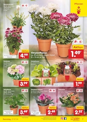 Aktueller Netto Marken-Discount Prospekt mit Gartenpflanzen, "Aktuelle Angebote", Seite 7