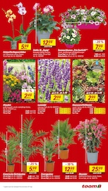 Lavendel im toom Baumarkt Prospekt in Mönchengladbach Aktueller toom Baumarkt Prospekt mit Lavendel, "Respekt, wer's selber macht.", Seite 3