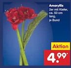 Amaryllis im Netto Marken-Discount Prospekt Amaryllis von im aktuellen Netto Marken-Discount Prospekt für 4,99 €