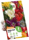Blumenzwiebeln Angebote von GROW by OBI bei OBI Grevenbroich für 3,49 €