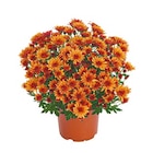 Chrysanthemen Garden mums bei Netto mit dem Scottie im Glinde Prospekt für 0,99 €