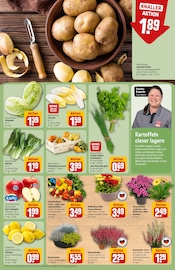 Dekoration im REWE Prospekt in Weimar Aktueller REWE Prospekt mit Dekoration, "Dein Markt", Seite 13