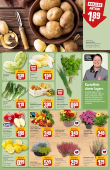Pflanzen im REWE Prospekt "Dein Markt" mit 36 Seiten (Jena)