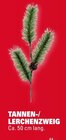 Tannen-/Lerchenzweig im Angebot bei Marktkauf in Neu-Ulm Tannen-/Lerchenzweig Angebote bei Marktkauf Neu-Ulm für 1,00 €