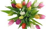 Aktuelles Tulpen Harlekin Angebot bei Penny in Potsdam ab 5,99 €