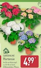 Aktuelles Hortensie Angebot bei ALDI Nord in Herne ab 4,99 €