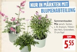 Sommerstauden Mix bei EDEKA im Friesenheim Prospekt für 5,55 €