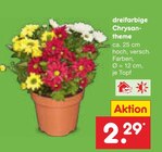 dreifarbige Chrysantheme im Angebot bei Netto Marken-Discount in Gera dreifarbige Chrysantheme Angebote bei Netto Marken-Discount Gera für 2,29 €