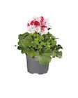 Edelgeranie (Pelargonium grandiflorum) bei Lidl im Burglengenfeld Prospekt für 2,49 €