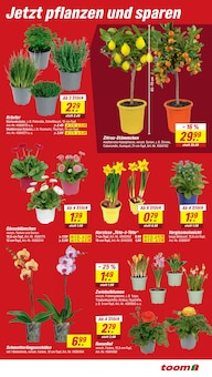 Blumen im toom Baumarkt Prospekt "Respekt, wer's selber macht." mit 14 Seiten (Stuttgart)