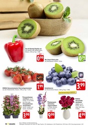 Aktueller EDEKA Prospekt mit Blumen, "Aktuelle Angebote", Seite 4