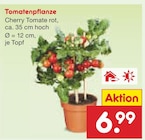 Tomatenpflanze im Angebot bei Netto Marken-Discount in Heidelberg Tomatenpflanze Angebote bei Netto Marken-Discount Heidelberg für 6,99 €
