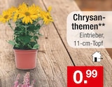 Chrysanthemen im aktuellen Zimmermann Prospekt