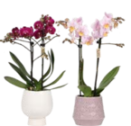 Schmetterlings-Orchidee von  im aktuellen OBI Prospekt für 11,99 €