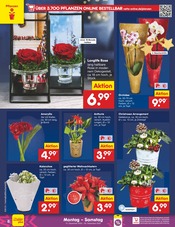Blumen im Netto Marken-Discount Prospekt in Schwerin Aktueller Netto Marken-Discount Prospekt mit Blumen, "Aktuelle Angebote", Seite 8