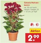 Celosia Hahnenkamm bei Netto Marken-Discount im Prospekt "" für 2,99 €