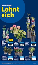 Aktueller Lidl Prospekt mit Hortensie, "LIDL LOHNT SICH", Seite 11