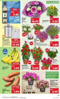 Blumen im Kaufland Prospekt "Aktuelle Angebote" mit 44 Seiten (Oldenburg)