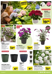 Aktueller Hagebaumarkt Prospekt mit Hortensie, "LASS DEN SÜDEN BEI DIR EINZIEHEN", Seite 5