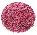 Aktuelles Chrysantheme Aduro Angebot bei Hornbach in Leipzig ab 7,29 €
