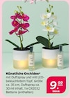 Aktuelles Künstliche Orchidee Angebot bei Netto mit dem Scottie in Dresden ab 9,99 €