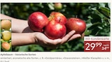 Pflanzen Kölle - Apfelbaum – historische Sorten Angebot im Prospekt Apfelbaum – historische Sorten bei Pflanzen Kölle im Prospekt für 29,99 €