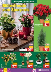 Kakteen im Netto Marken-Discount Prospekt in Gera Aktueller Netto Marken-Discount Prospekt mit Kakteen, "Aktuelle Angebote", Seite 16