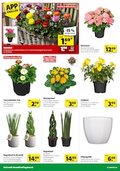 Aktueller Hagebaumarkt Prospekt mit Hortensie, "So günstig geht das!", Seite 2