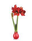 Aktuelles Amaryllis im Wachsfuß Angebot bei Lidl in Hamburg ab 4,99 €