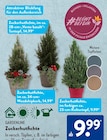 Gardenline im ALDI SÜD Prospekt Zuckerhutfichte von Gardenline im aktuellen ALDI SÜD Prospekt für 9,99 €