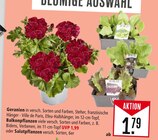 Aktuelles Geranien oder Balkonpflanzen oder Salatpflanzen Angebot bei Marktkauf in Ulm ab 1,79 €