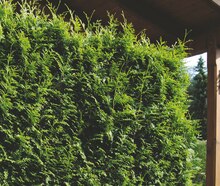 Scheinzypresse oder Lebensbaum (Chamaecyparis law. oder Thuja occ.) bei OBI in Schwerte Scheinzypresse oder Lebensbaum (Chamaecyparis law. oder Thuja occ.) im Angebot bei OBI Schwerte für 4,99 €