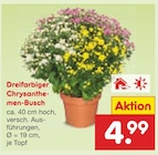 Aktuelle Blumen Angebote bei Netto Marken-Discount in Siegen (Universitätsstadt) Aktuelles Dreifarbiger Chrysanthemen-Busch Angebot bei Netto Marken-Discount in Siegen (Universitätsstadt) ab 4,99 €