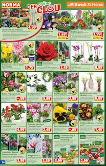 Stiefmütterchen im aktuellen Norma Prospekt (Lübeck) Stiefmütterchen im Norma Prospekt "Mehr fürs Geld" mit 20 Seiten (Lübeck)