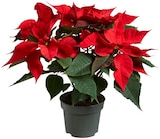 Aktuelle Zimmerpflanzen Angebote bei Lidl in Wuppertal Aktuelles Weihnachtsstern Angebot bei Lidl in Wuppertal