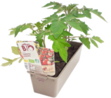 Trio de tomates cerises bio à Botanic dans Saint-Jean-de-La-Porte Trio de tomates cerises bio à Botanic dans Saint-Jean-de-La-Porte
