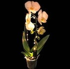 Schmetterlings-Orchidee Angebote bei Hagebaumarkt Stuttgart für 14,99 €