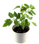 Tomatenpflanzen von GROW by OBI für 2,99 € bei OBI im Angebot Tomatenpflanzen von GROW by OBI im aktuellen OBI Prospekt