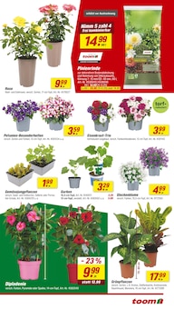 Sträucher Angebot im aktuellen toom Baumarkt Prospekt auf Seite 3